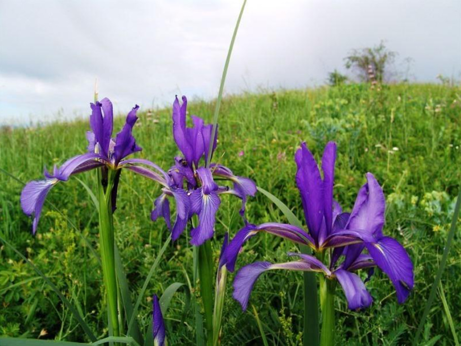 Unpretentious Iris Spuria: Care And Types