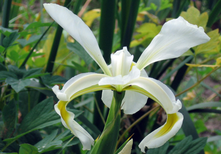 Unpretentious Iris Spuria: Care And Types