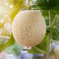 Watermelons And Melons In The Middle Lane: The Subtleties Of Planting And Forming