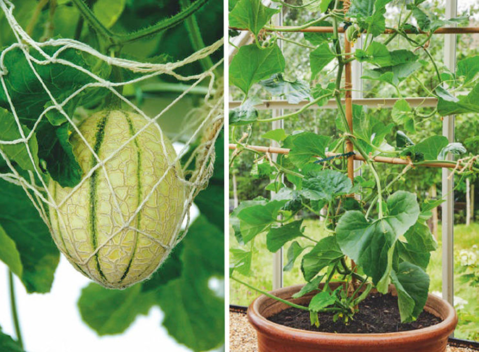 Watermelons And Melons In The Middle Lane: The Subtleties Of Planting And Forming