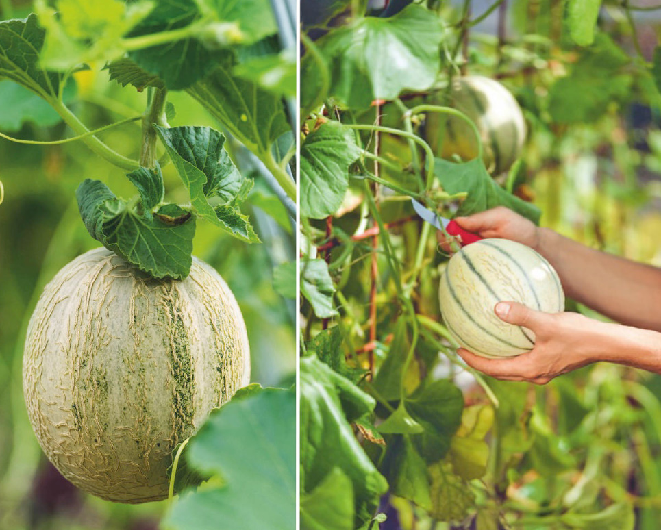 Watermelons And Melons In The Middle Lane: The Subtleties Of Planting And Forming