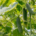 What Cucumbers Need In July