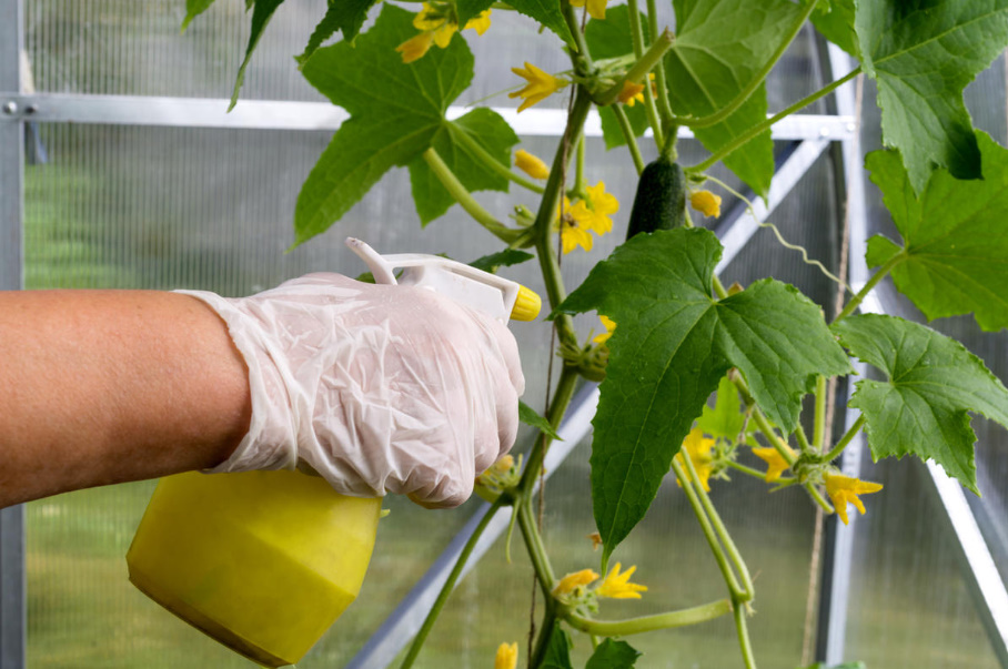 What Cucumbers Need In July