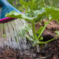 When Is It Better To Water — In The Morning Or In The Evening?