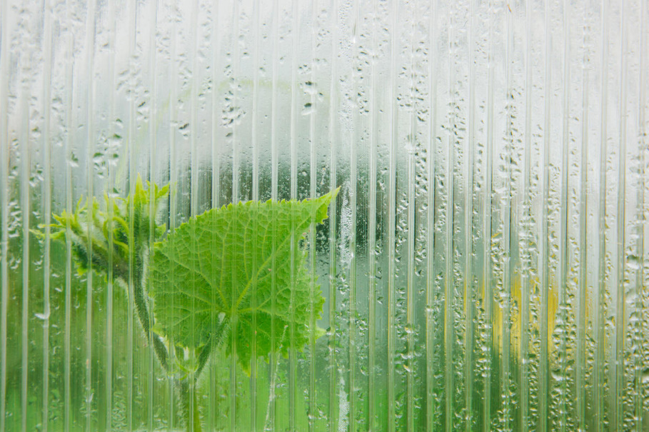 When Is It Better To Water — In The Morning Or In The Evening?