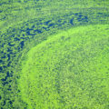 Why Does Water Bloom And How To Avoid It