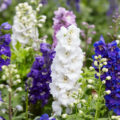 Amazing Flower Beds With Delphiniums: 12 Valuable Tips And Ideas