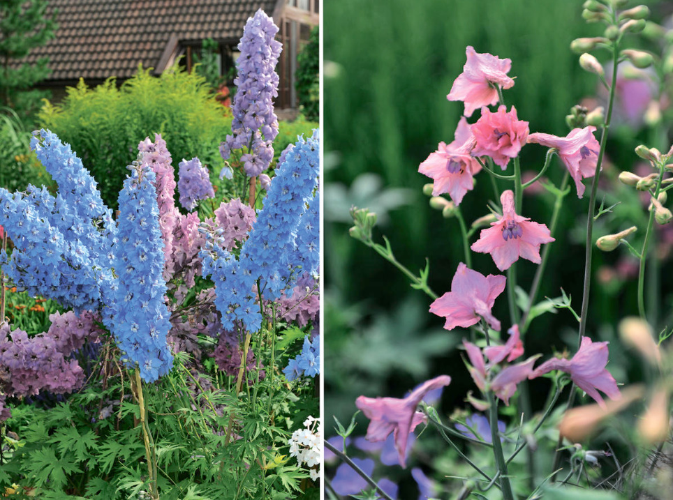 Amazing Flower Beds With Delphiniums: 12 Valuable Tips And Ideas