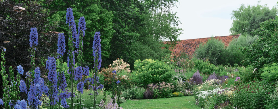 Amazing Flower Beds With Delphiniums: 12 Valuable Tips And Ideas