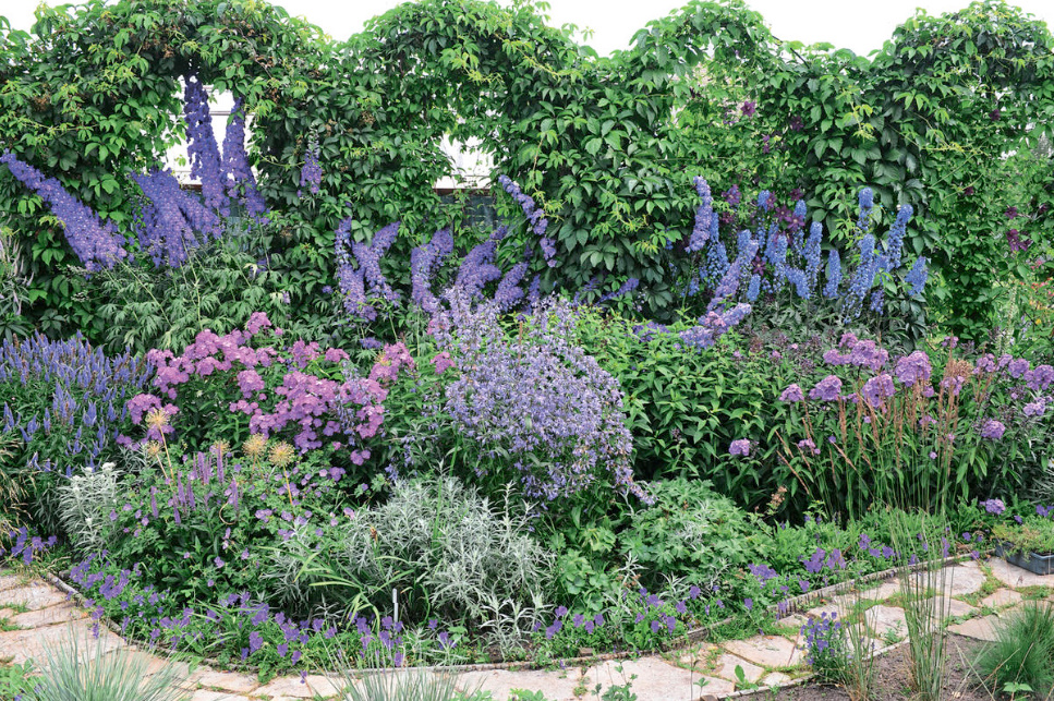 Amazing Flower Beds With Delphiniums: 12 Valuable Tips And Ideas