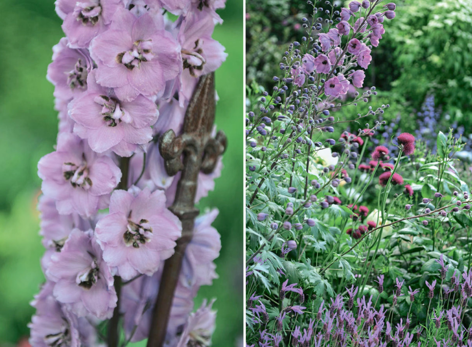Amazing Flower Beds With Delphiniums: 12 Valuable Tips And Ideas