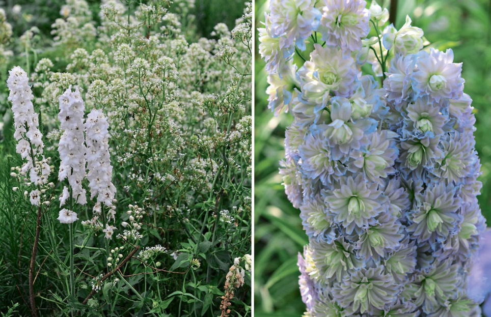 Amazing Flower Beds With Delphiniums: 12 Valuable Tips And Ideas