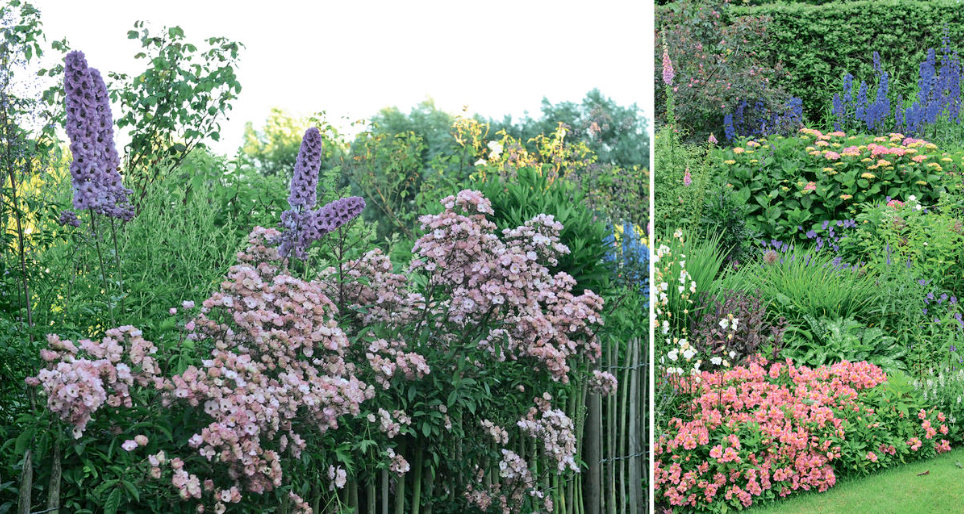 Amazing Flower Beds With Delphiniums: 12 Valuable Tips And Ideas