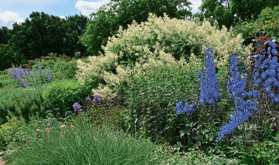 Amazing Flower Beds With Delphiniums: 12 Valuable Tips And Ideas