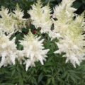 Astilbe: Popular Types And Varieties (Part 1)