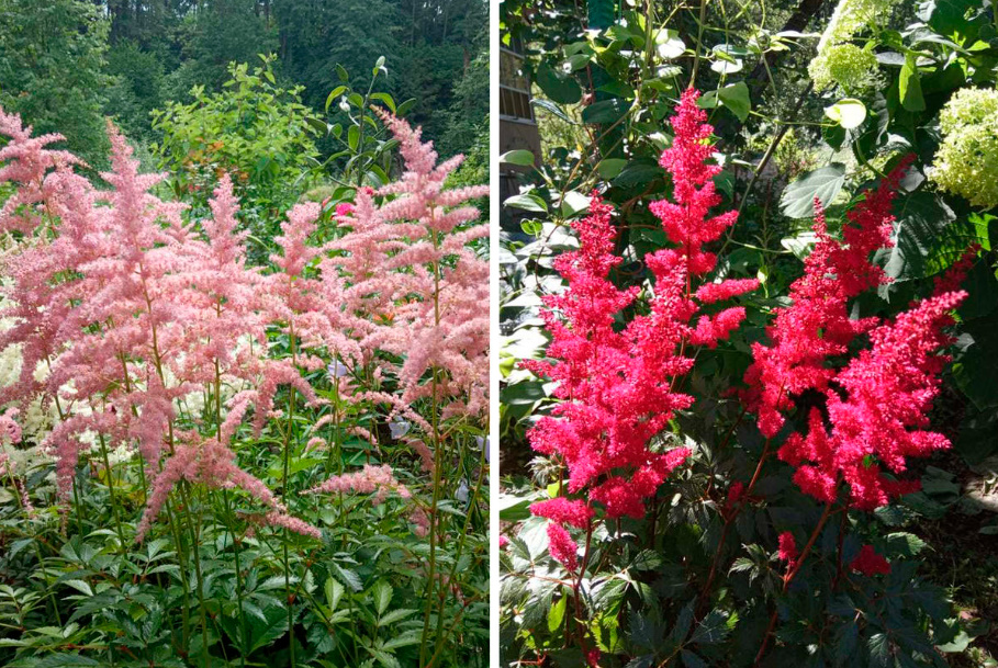 Astilbe: Popular Types And Varieties (Part 1)