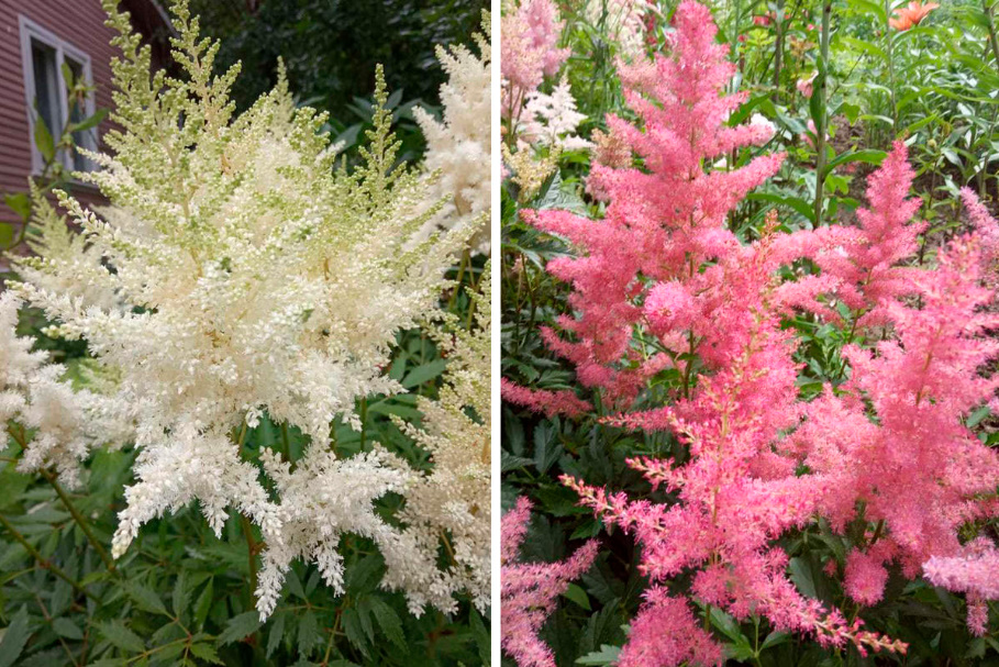 Astilbe: Popular Types And Varieties (Part 1)