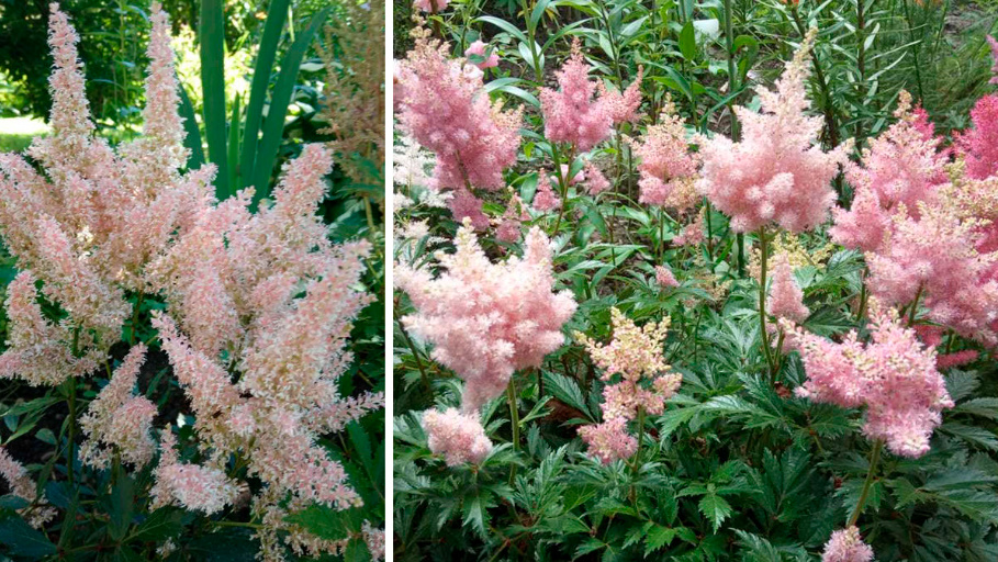 Astilbe: Popular Types And Varieties (Part 1)