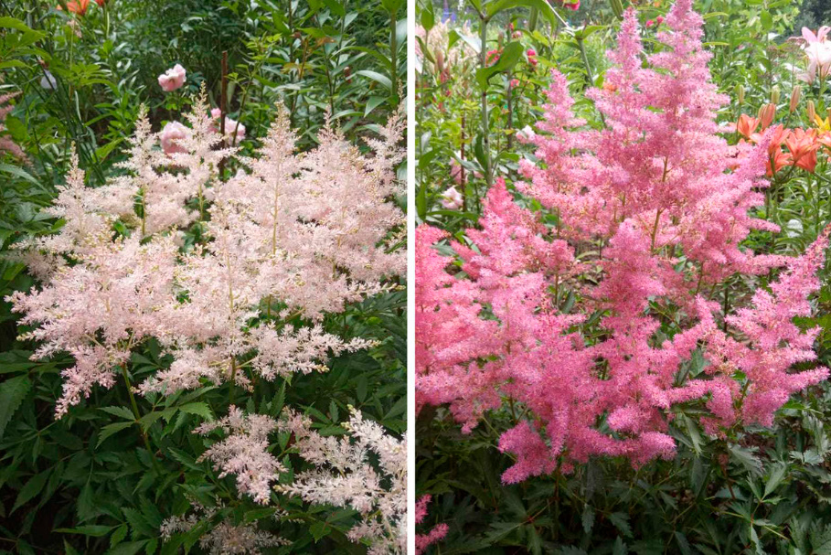 Astilbe: Popular Types And Varieties (Part 2)