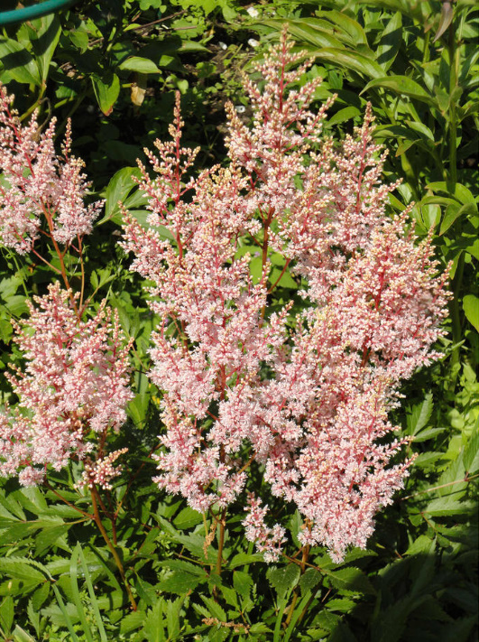 Astilbe: Popular Types And Varieties (Part 2)