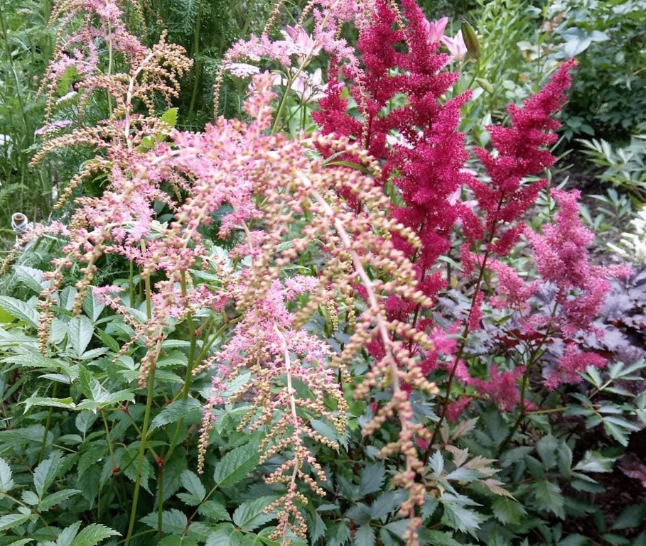 Astilbe: Popular Types And Varieties (Part 2)