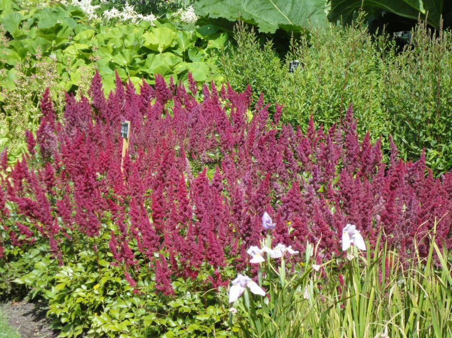 Astilbe: Popular Types And Varieties (Part 2)