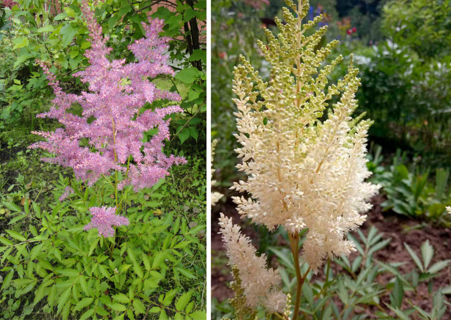 Astilbe: Popular Types And Varieties (Part 2)