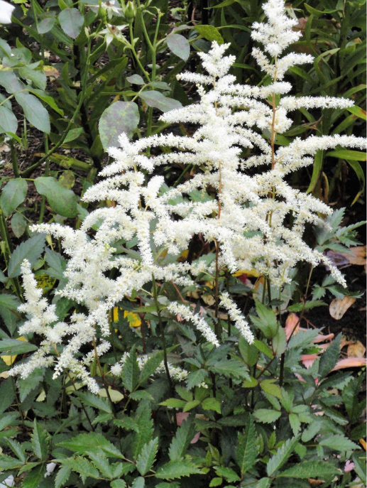 Astilbe: Popular Types And Varieties (Part 2)
