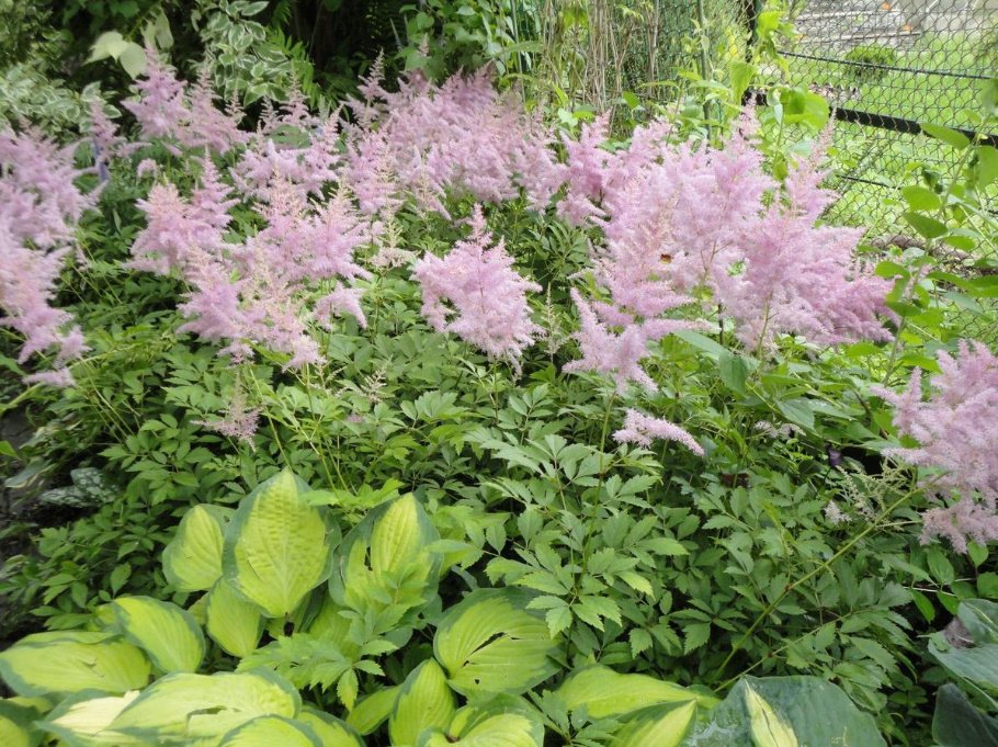 Astilbe: Popular Types And Varieties (Part 1)