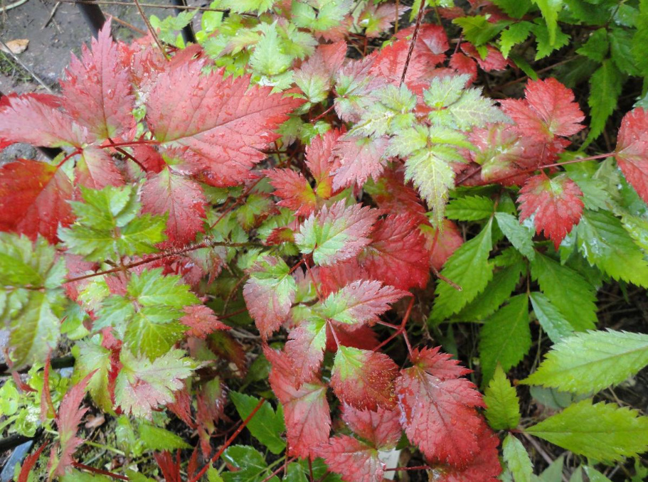 Astilbe: Popular Types And Varieties (Part 2)