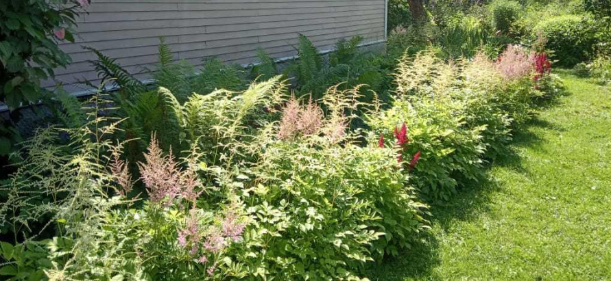 Astilbe: Popular Types And Varieties (Part 1)