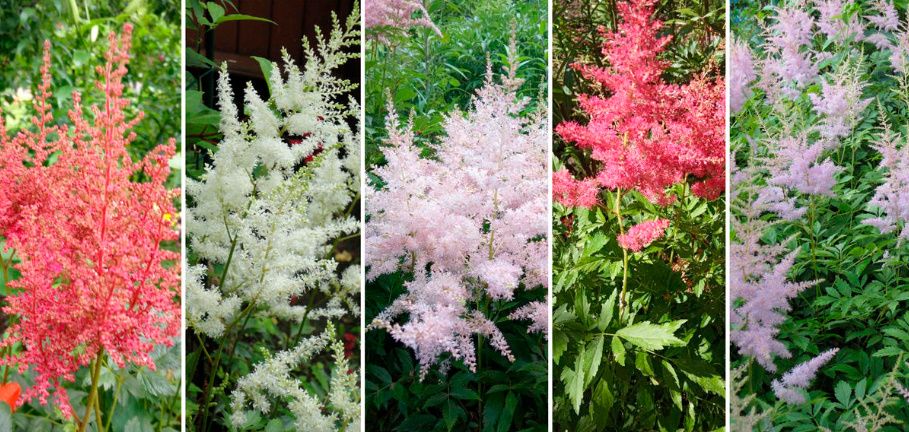 Astilbe: Popular Types And Varieties (Part 1)