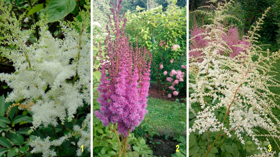 Astilbe: Popular Types And Varieties (Part 1)