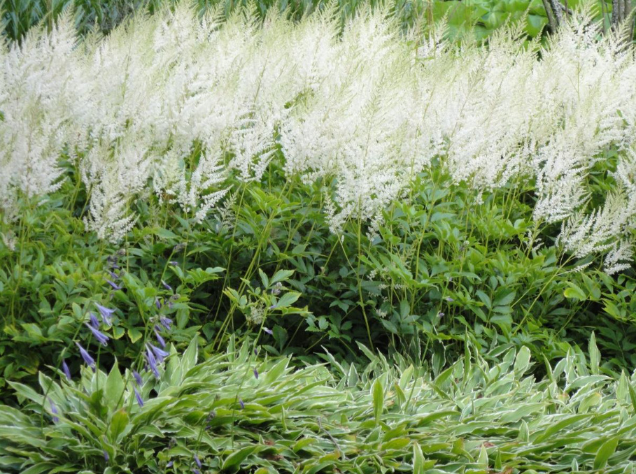 Astilbe: Popular Types And Varieties (Part 1)