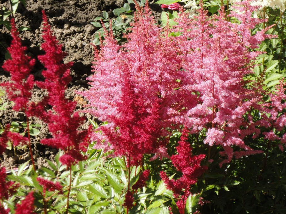 Astilbe: Popular Types And Varieties (Part 1)