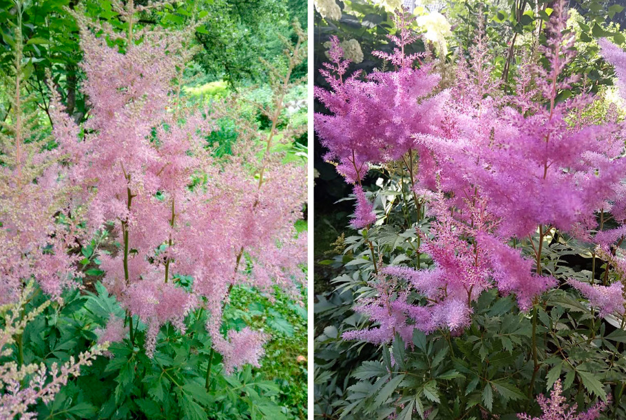 Astilbe: Popular Types And Varieties (Part 1)