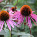 Echinacea For Medicinal Purposes: How To Prepare And Apply