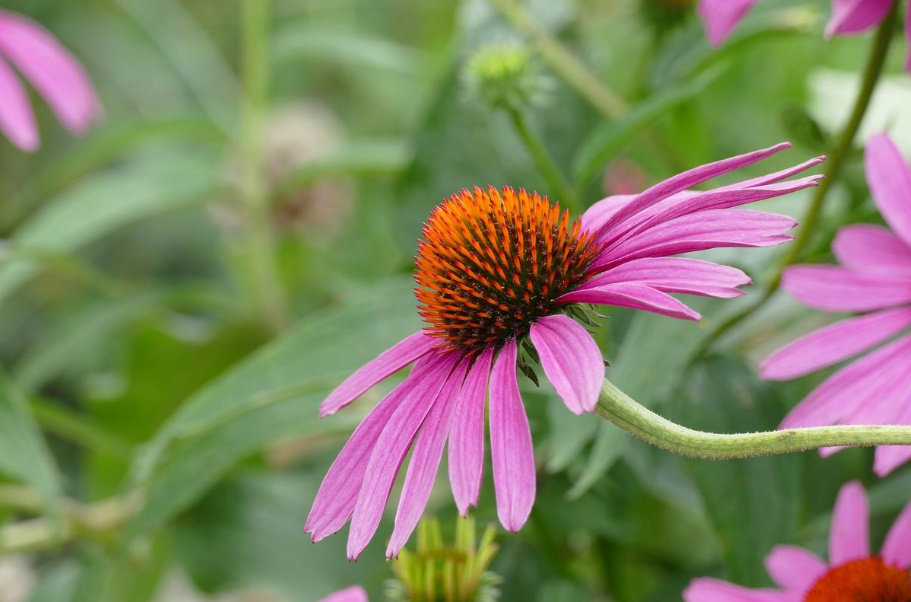 Echinacea For Medicinal Purposes: How To Prepare And Apply