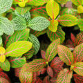 Indoor Plants With Unusual Leaves: All The Subtleties Of Care