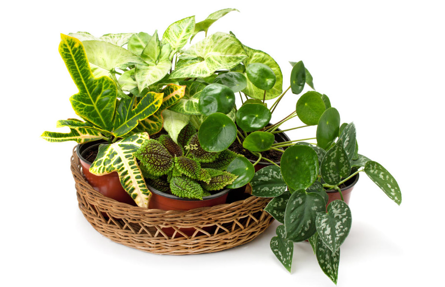 Indoor Plants With Unusual Leaves: All The Subtleties Of Care