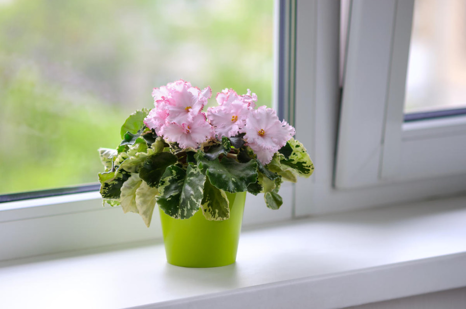 Indoor Plants With Unusual Leaves: All The Subtleties Of Care