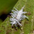 Mealybug: How To Deal With It