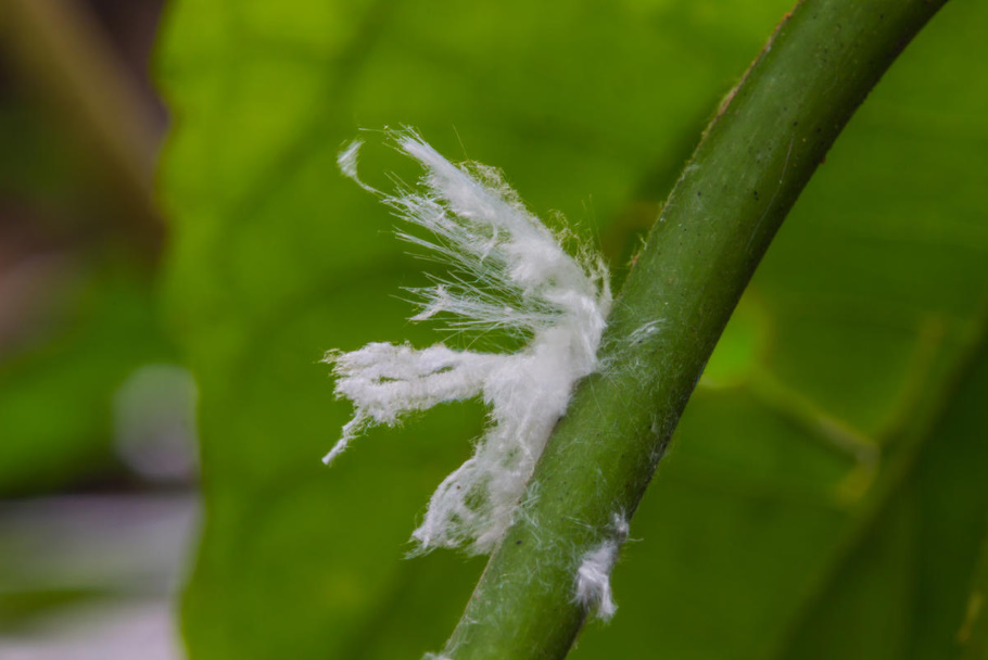 Mealybug: How To Deal With It
