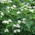 Meet This Myrrhis – Fragrant Healer And Unpretentious Beauty
