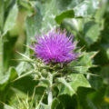 Milk Thistle: Useful Properties And Contraindications