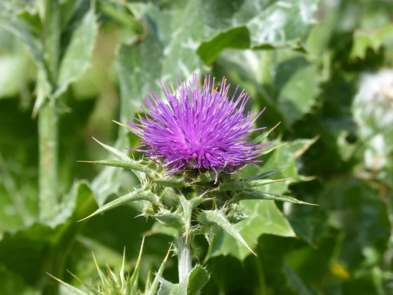 Milk Thistle: Useful Properties And Contraindications - Best Landscape ...