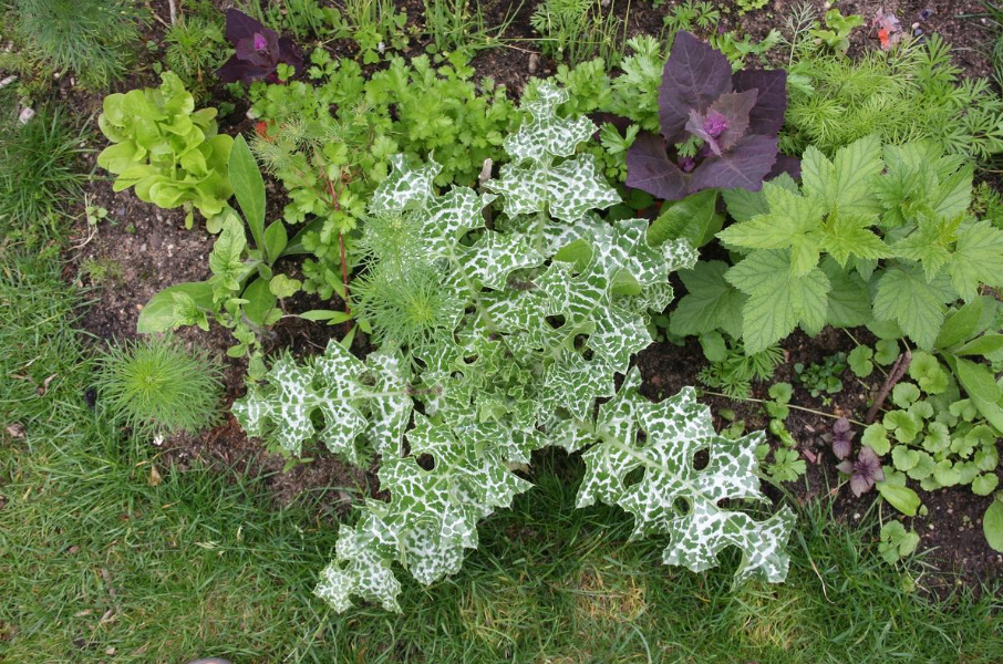 Milk Thistle: Useful Properties And Contraindications