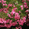 Oleanders For Garden And Home: An Overview Of The Best Varieties