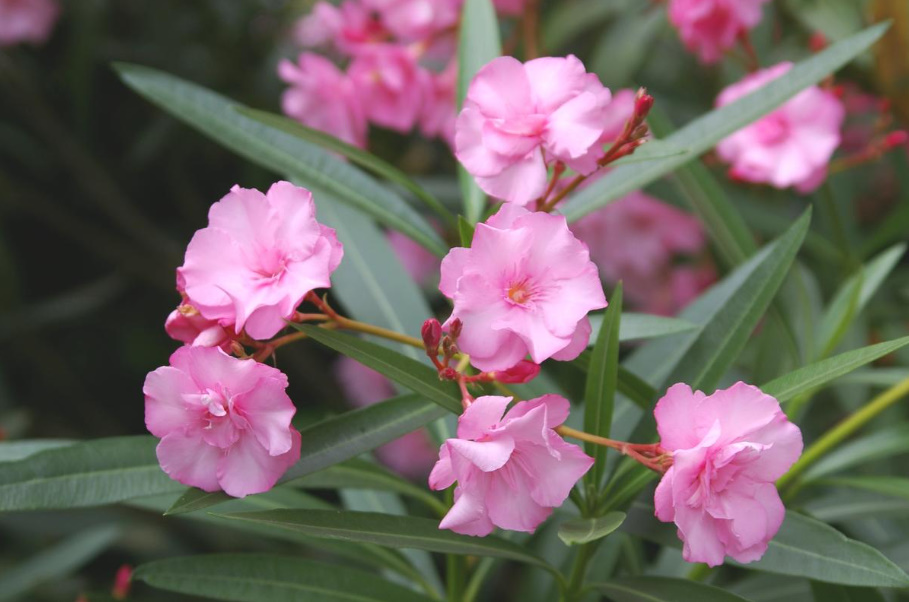 Oleanders For Garden And Home: An Overview Of The Best Varieties