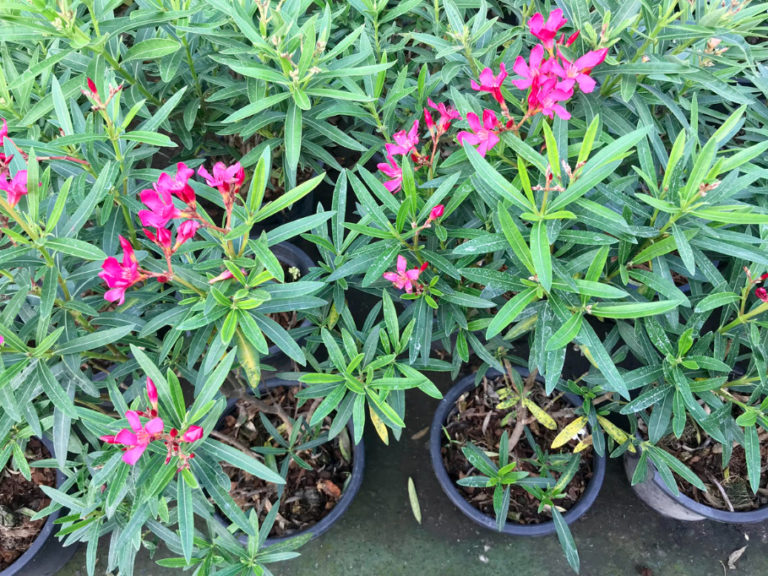 Oleanders For Garden And Home An Overview Of The Best Varieties Best
